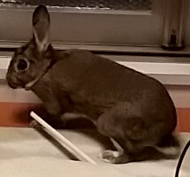 中級 フルーティー 導体 自動 餌 やり 機 自作 うさぎ Aska Traffic Service Jp